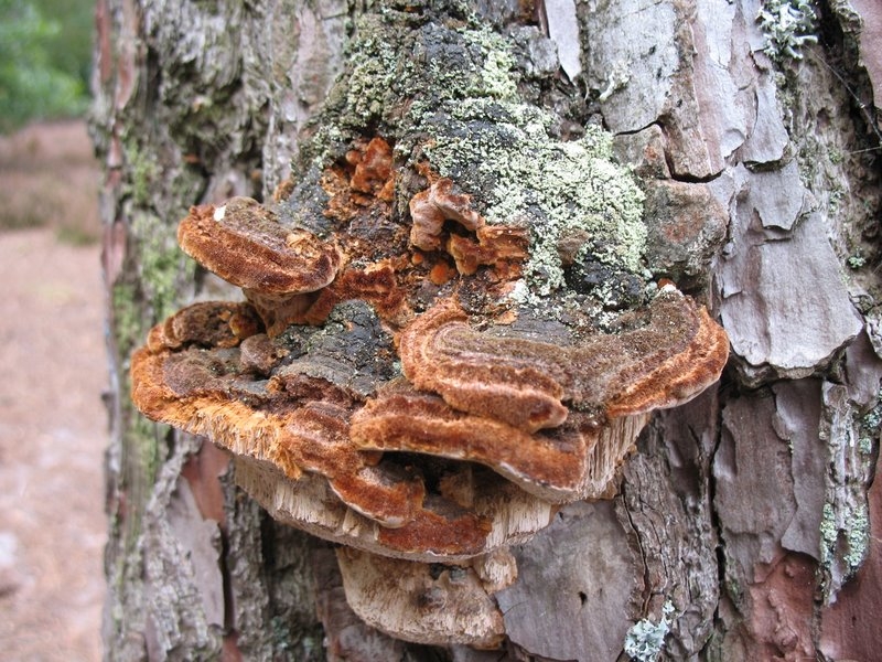 Phellinus pini1